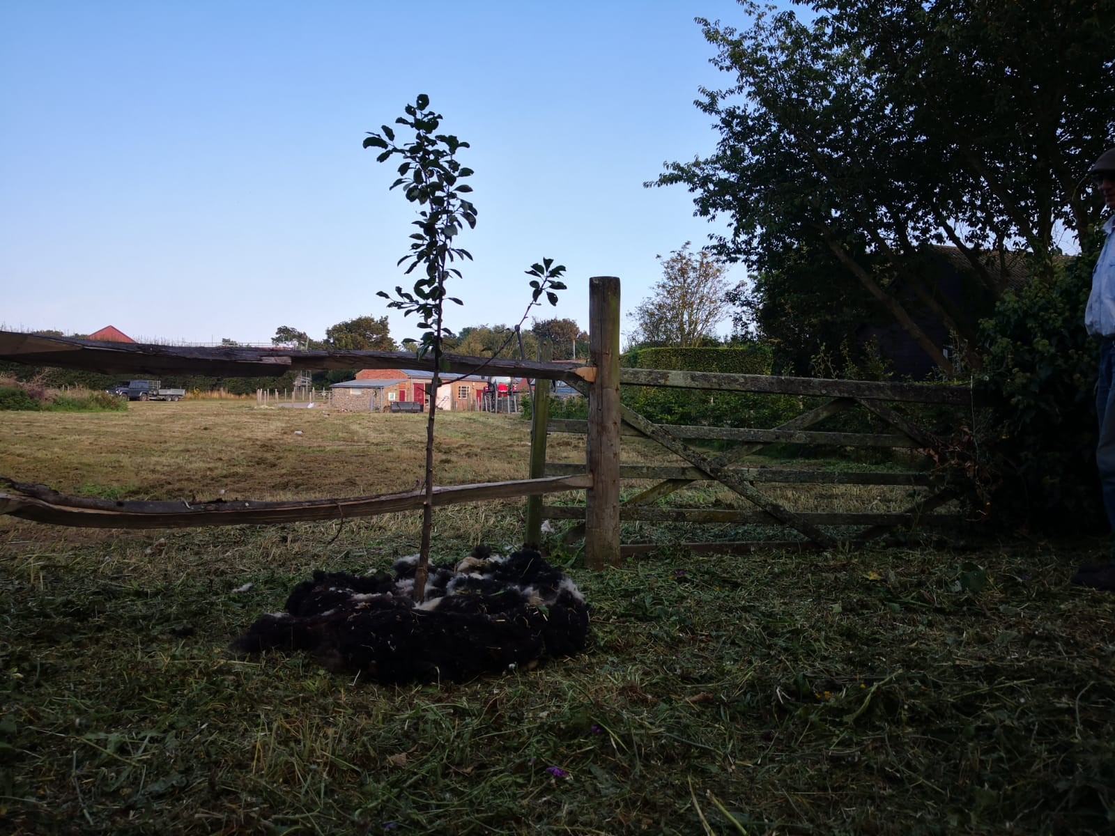 A little idea we had recently about how to re-use & recycle our sheep fleeces – wrap them around the newly planted trees. This prevents weeds & creates a mulch, which is more sustainable & better for the environment than buying compost