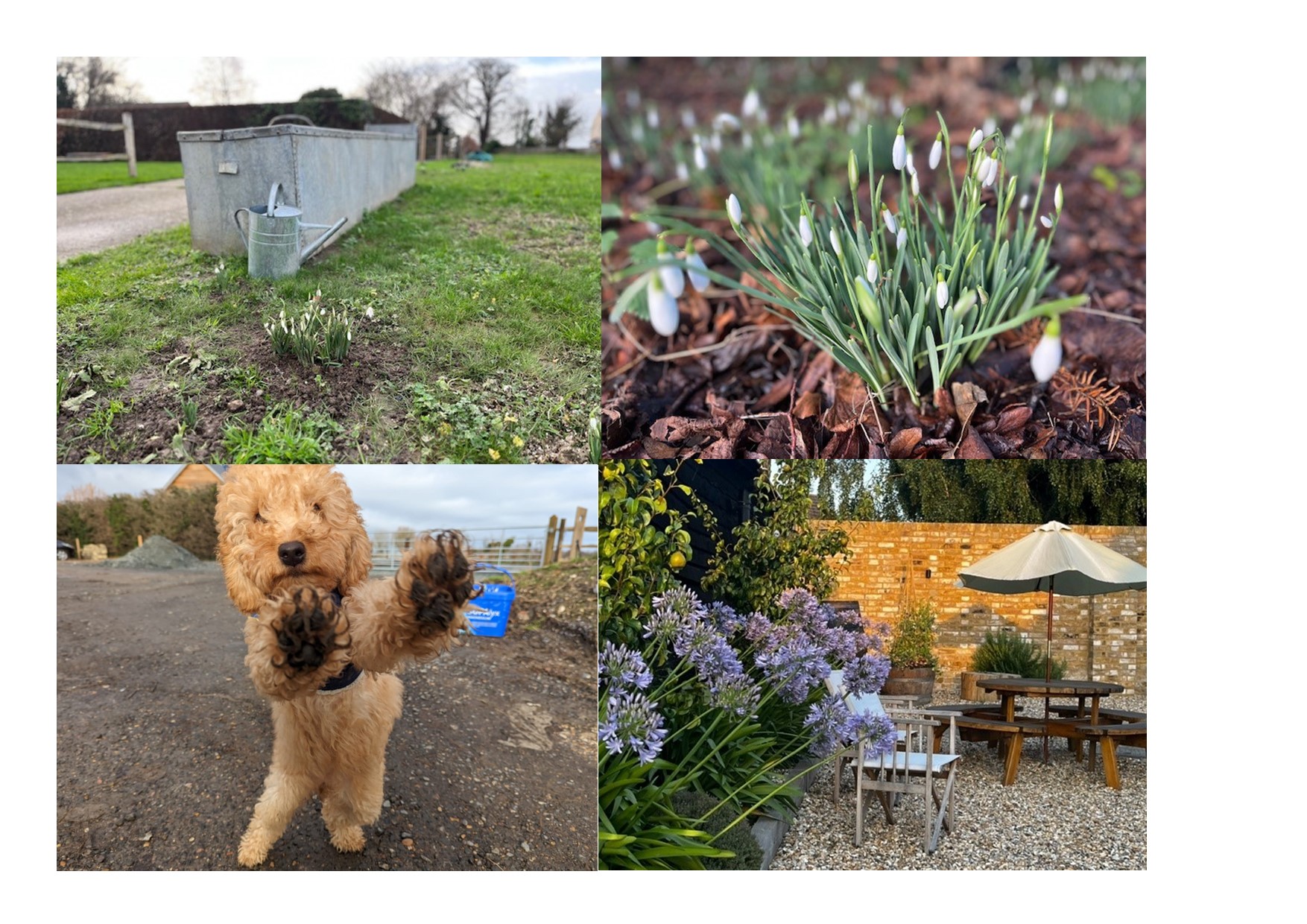 Creating natural external areas that evolve through the seasons is central to The Cattle Yard – our furry friend seems to like it!