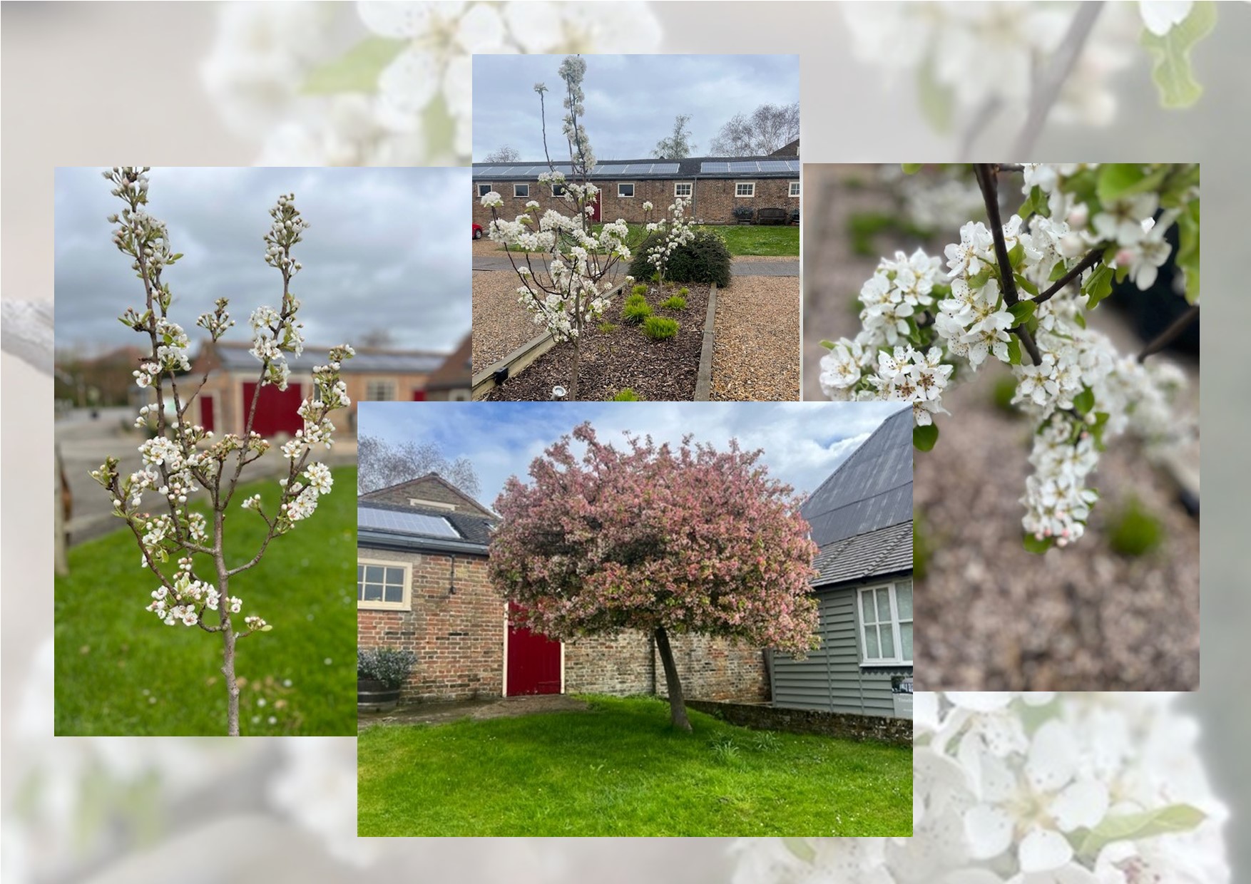 Blossom Season at The Cattle Yard