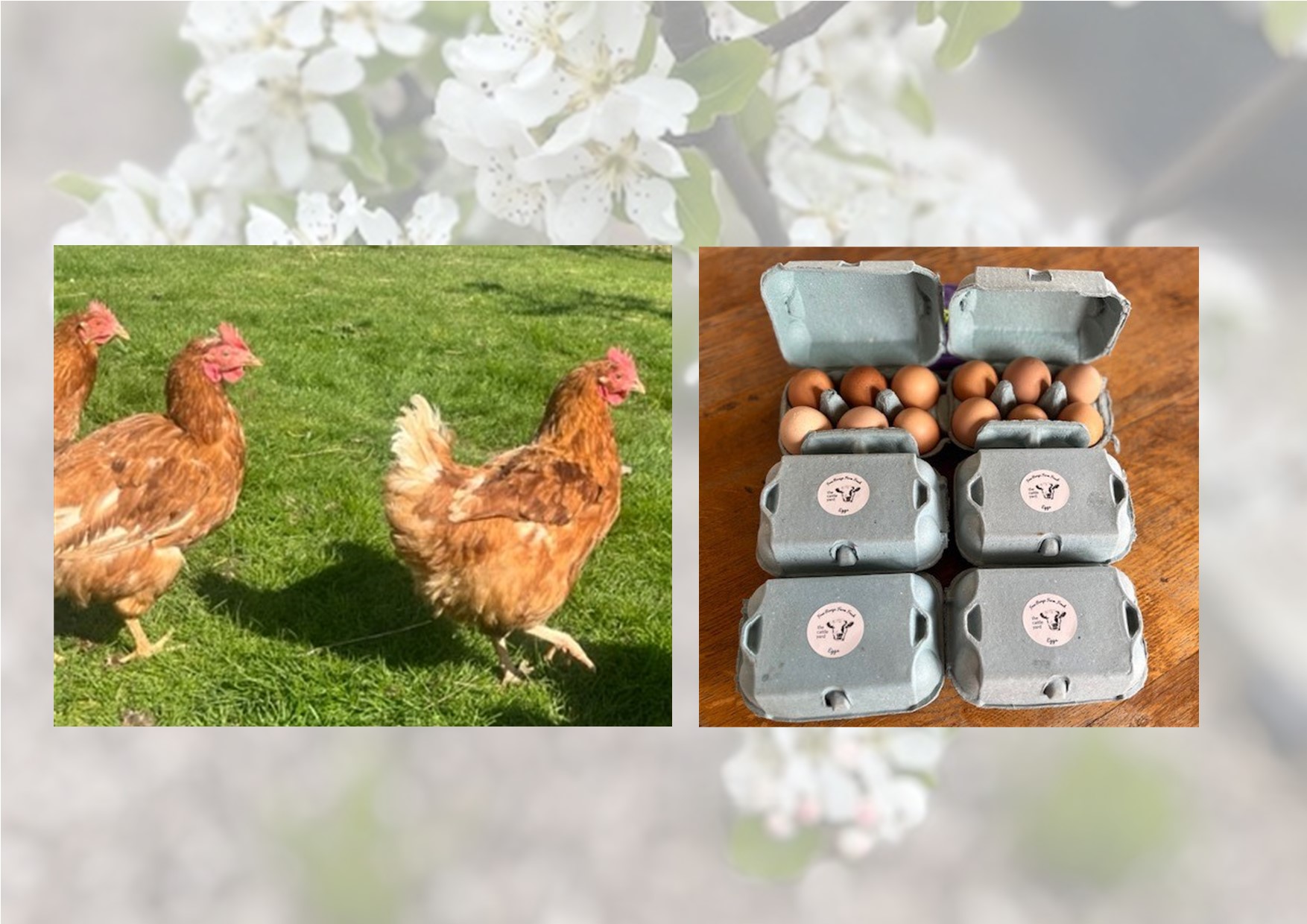 A dozen boxes of free range eggs a week